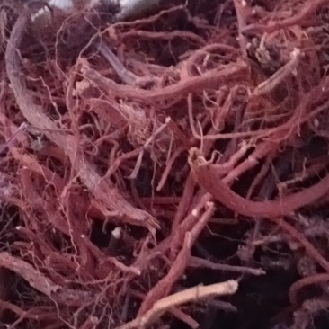 中药材