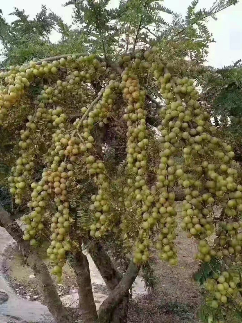 野生橄榄