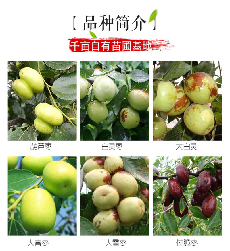 大甜枣树苗蜂蜜罐枣苗细脆味甜嫁接枣树苗南方北方种植