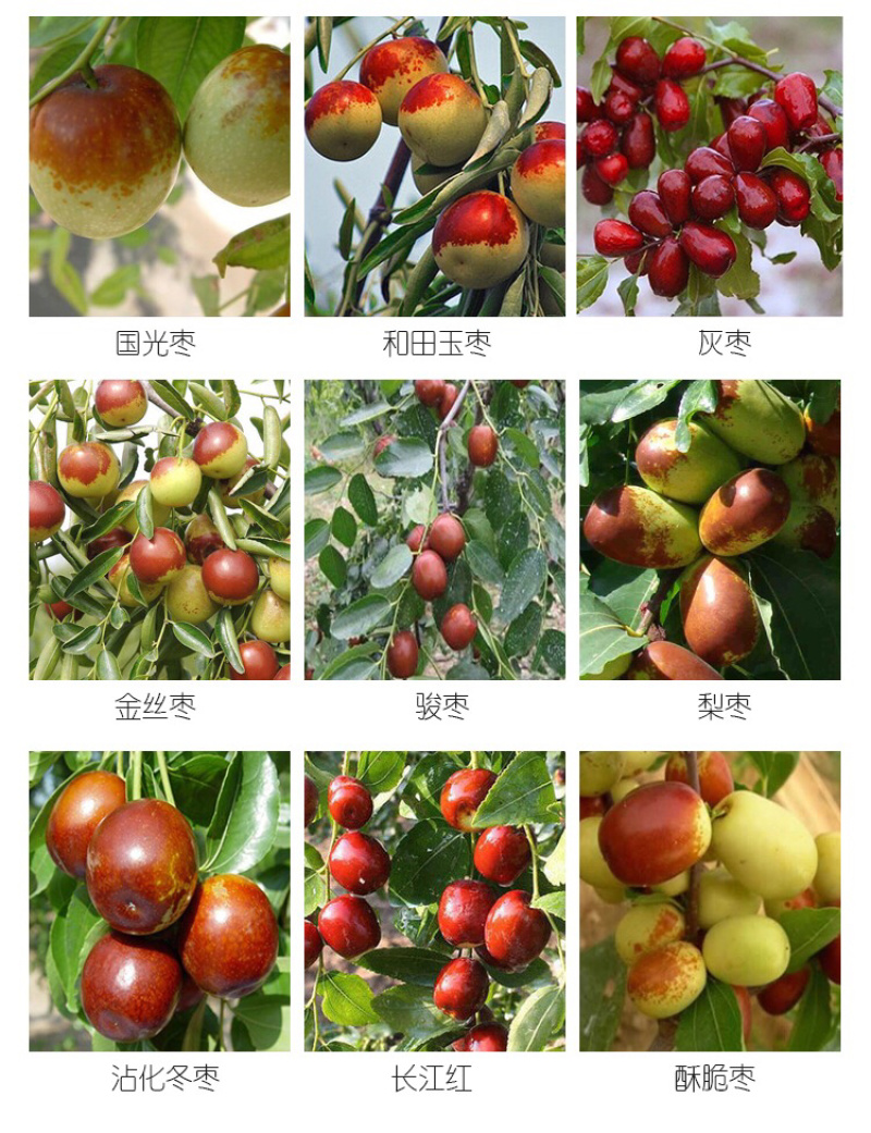 大甜枣树苗蜂蜜罐枣苗细脆味甜嫁接枣树苗南方北方种植