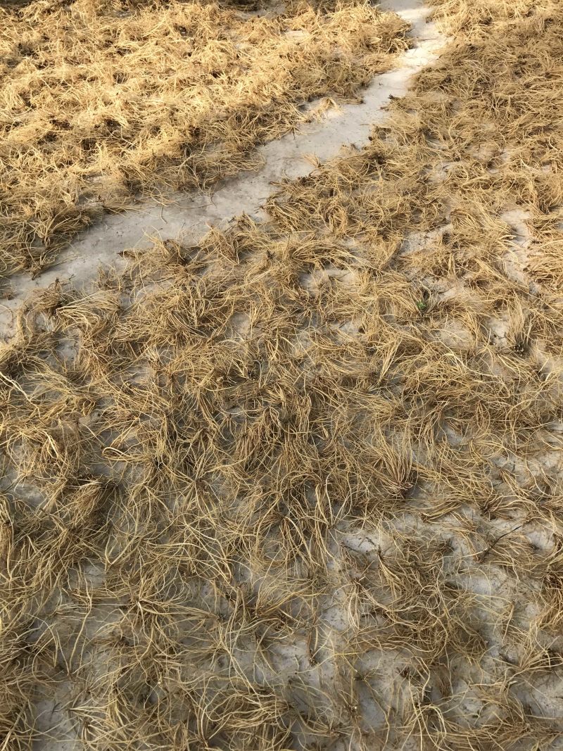 龙胆草