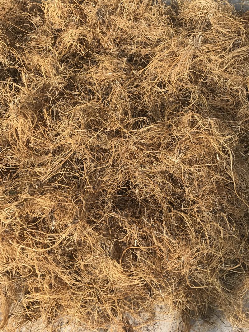 龙胆草