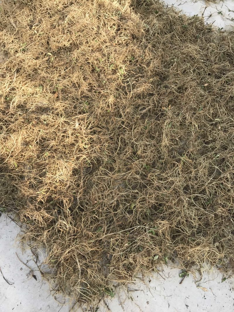 龙胆草