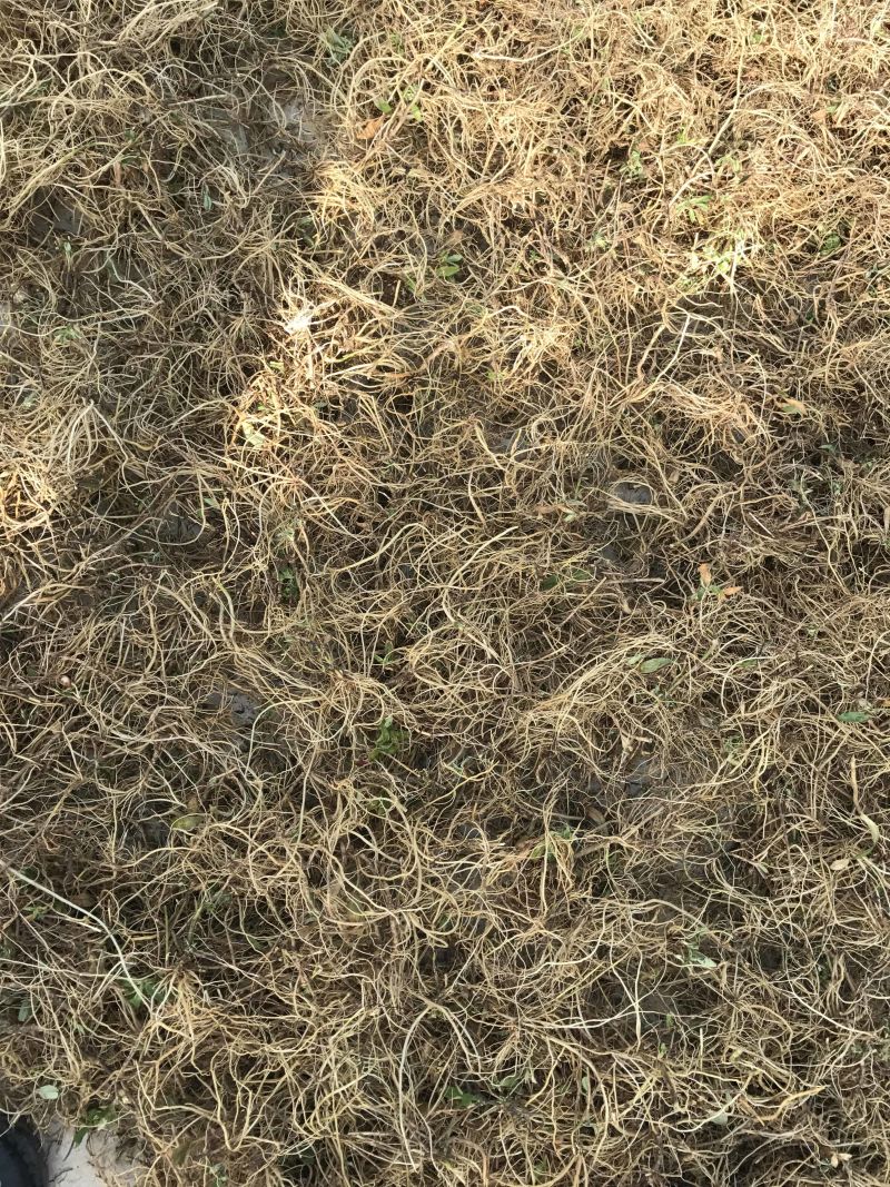 龙胆草