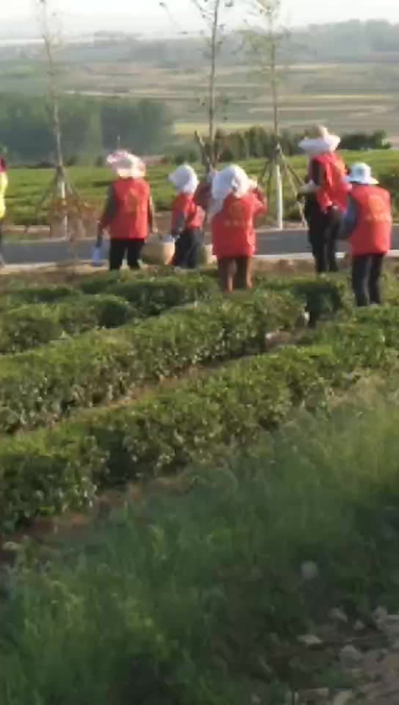 【99元春茶尝鲜】2023新茶厂家包邮