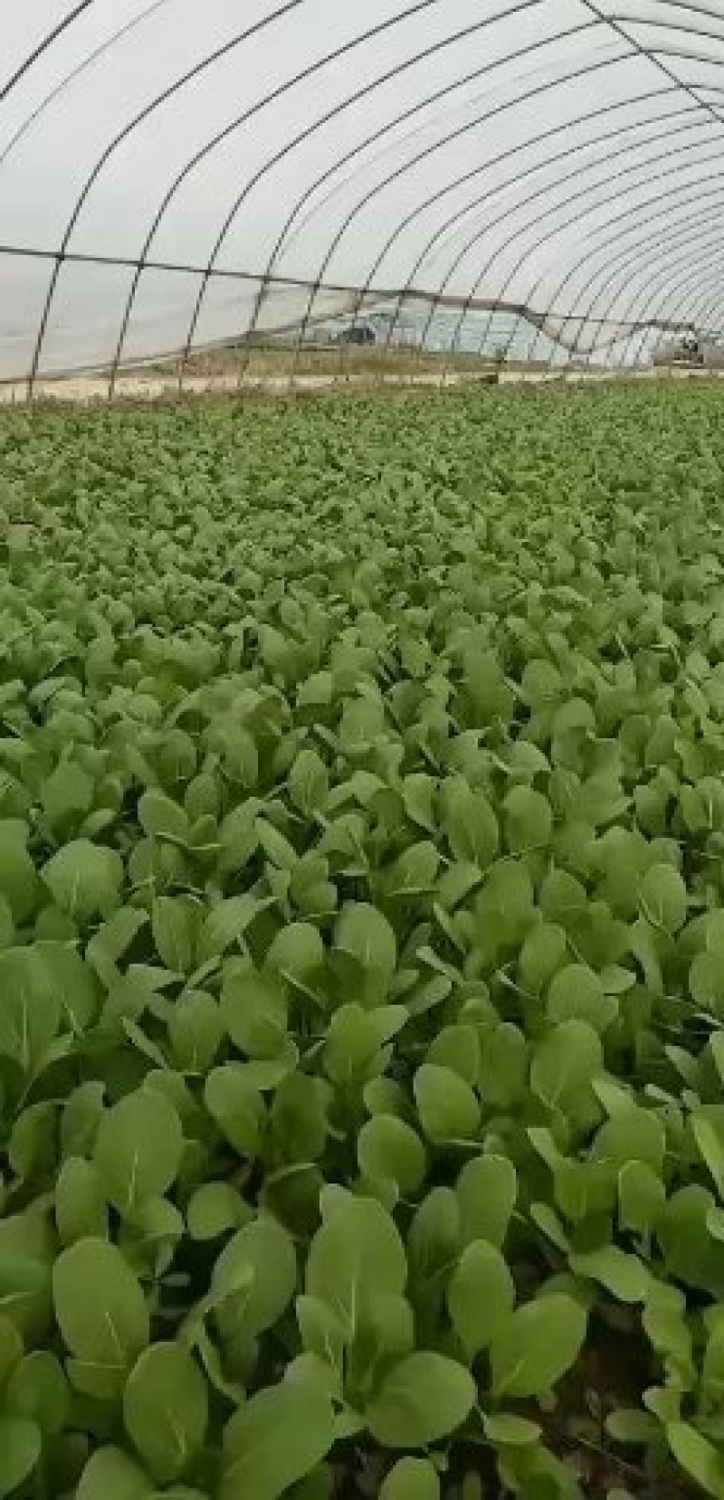 特级精品上海青大中小课大量上市