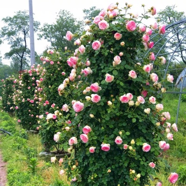 藤本月季藤本月季植物花季节开花盆栽耐寒耐热花