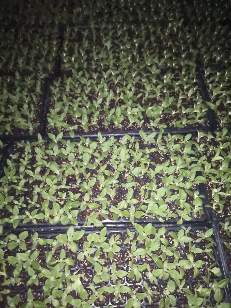 特菜苗冰草苗冰菜苗基地常年供苗有种子