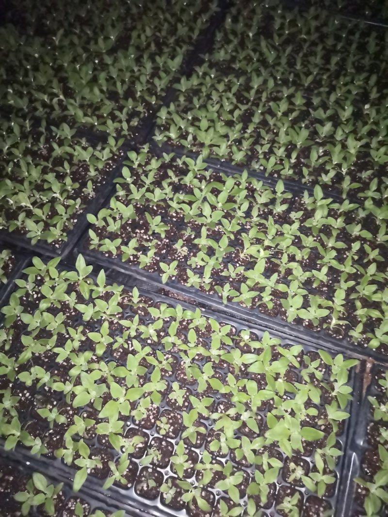 特菜苗冰草苗冰菜苗基地常年供苗有种子