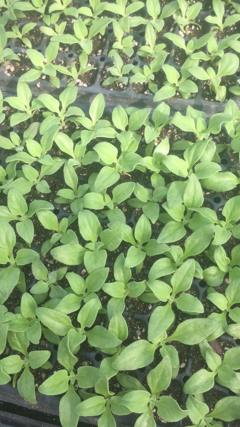特菜苗冰草苗冰菜苗基地常年供苗有种子