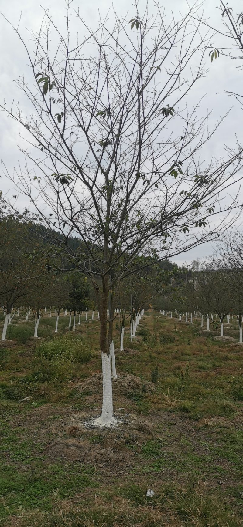 福建山樱花