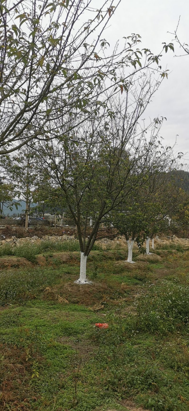 福建山樱花