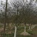 福建山樱花