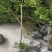 小叶瓜子黄杨庭院种植阳台种植量大从优