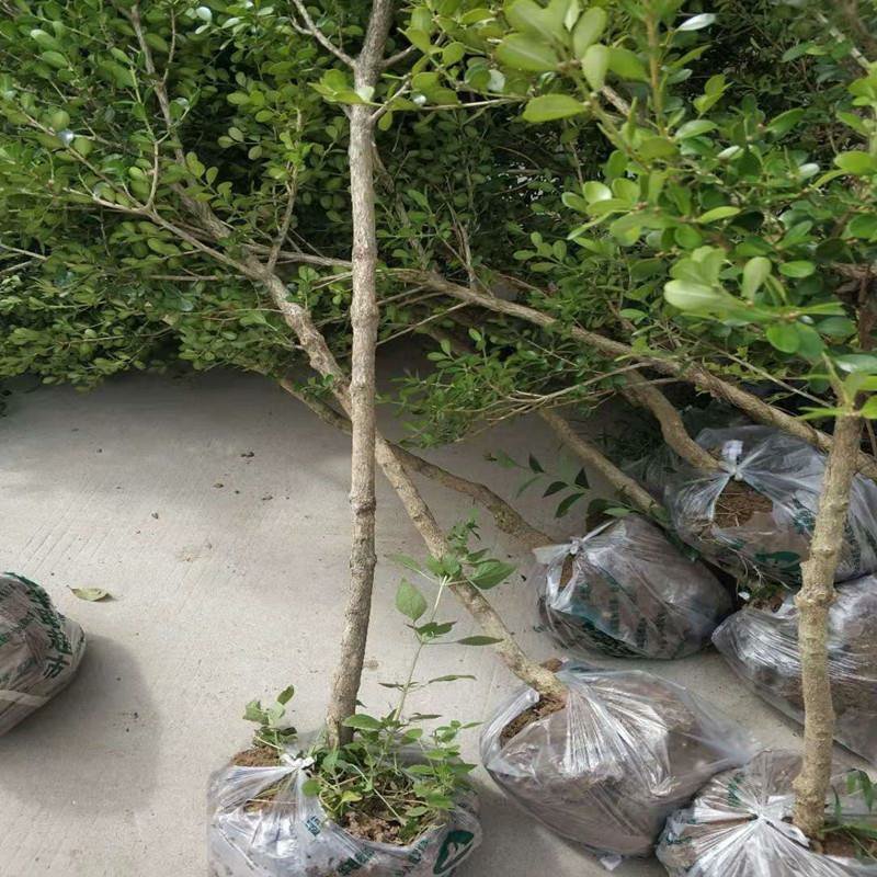 小叶瓜子黄杨庭院种植阳台种植量大从优