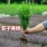 小叶瓜子黄杨庭院种植阳台种植量大从优