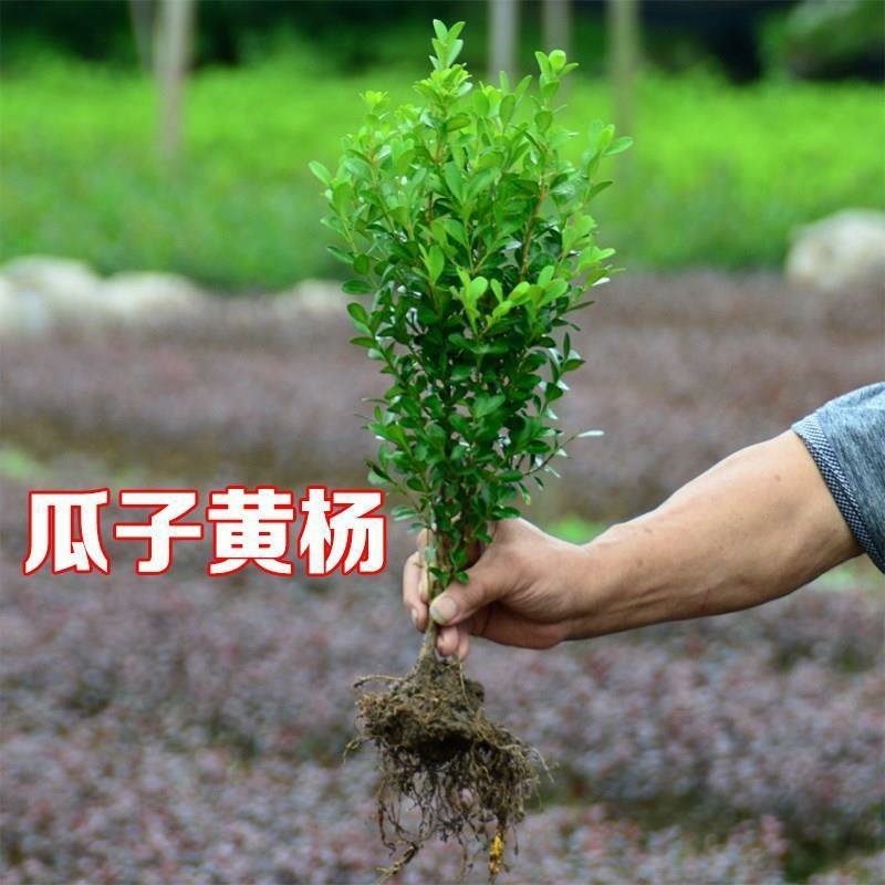 小叶瓜子黄杨庭院种植阳台种植量大从优