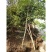 小叶瓜子黄杨庭院种植阳台种植量大从优