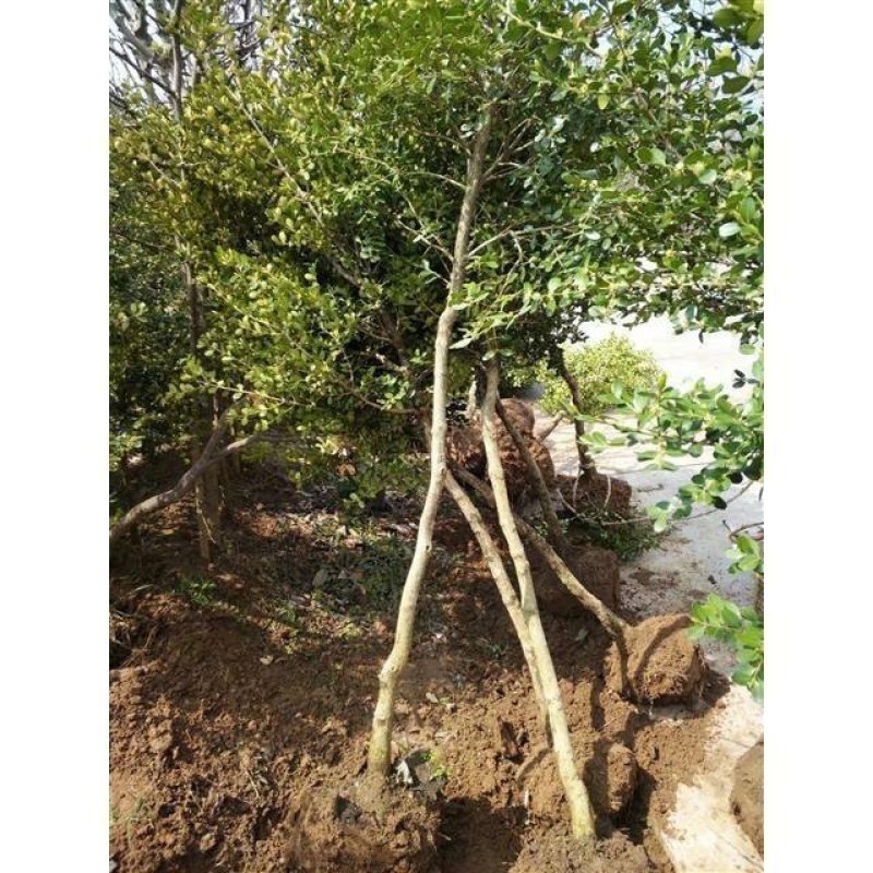 小叶瓜子黄杨庭院种植阳台种植量大从优