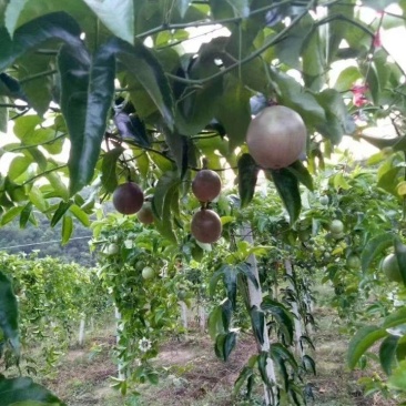 紫香一号百香果苗百香果苗产量高快长大包邮