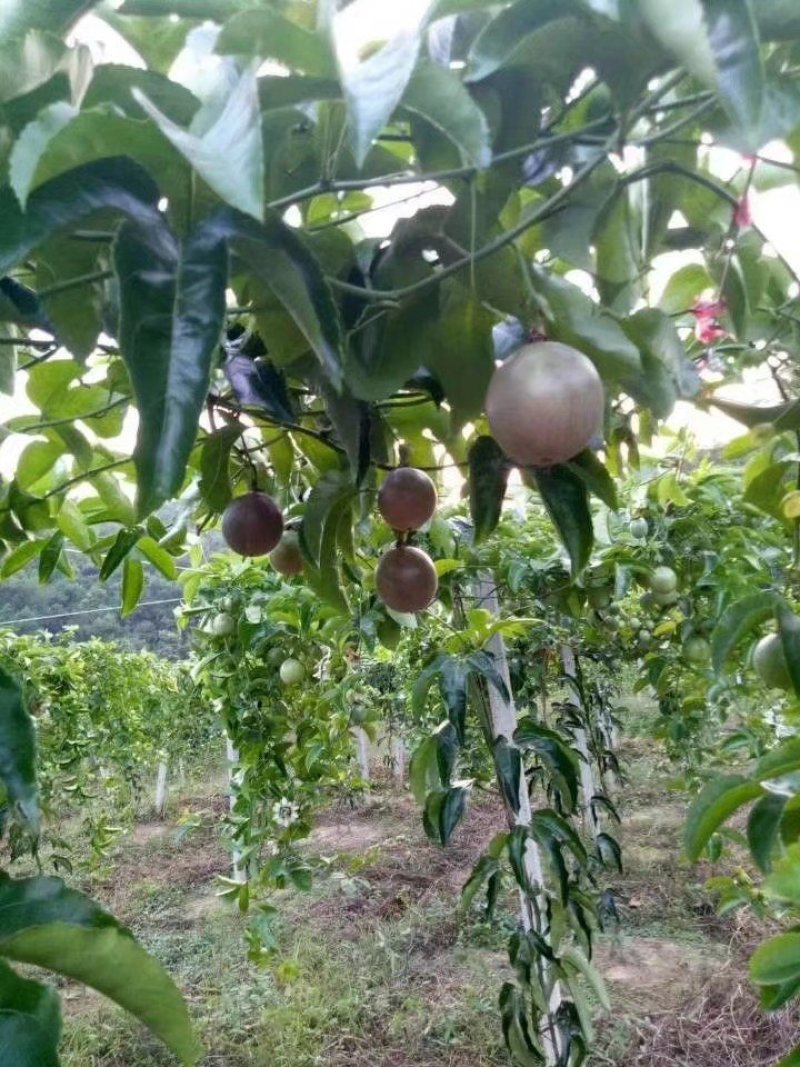 紫香一号百香果苗百香果苗产量高快长大包邮