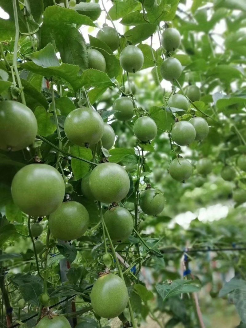 紫香一号百香果苗百香果苗产量高快长大包邮