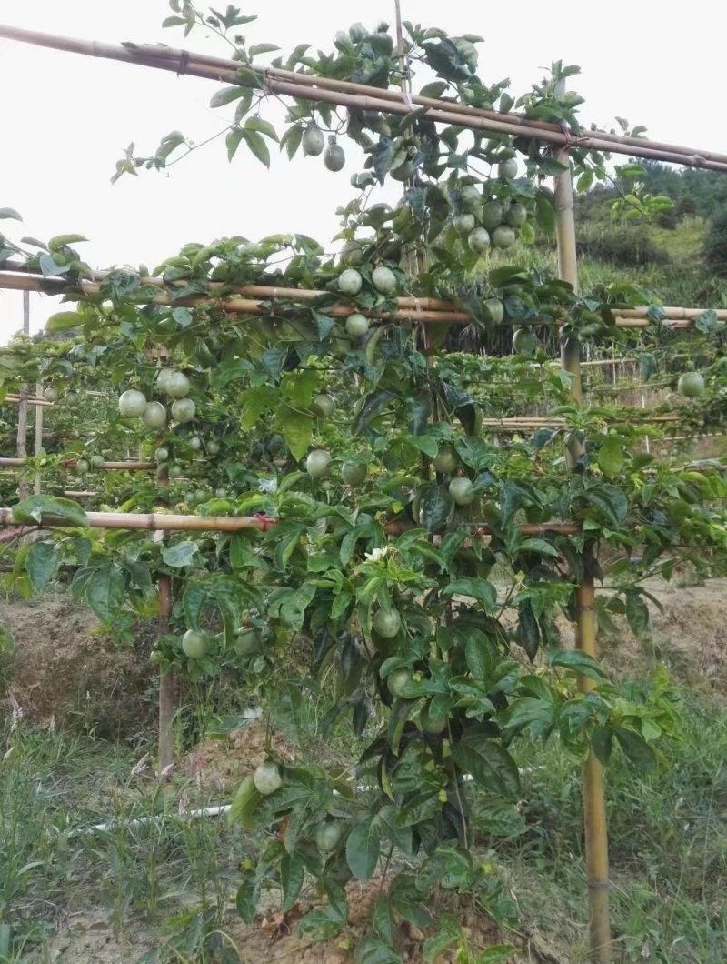紫香一号百香果苗百香果苗产量高快长大包邮