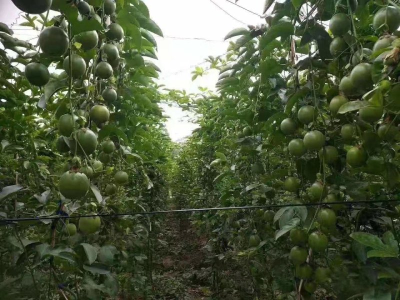 紫香一号百香果苗百香果苗产量高快长大包邮