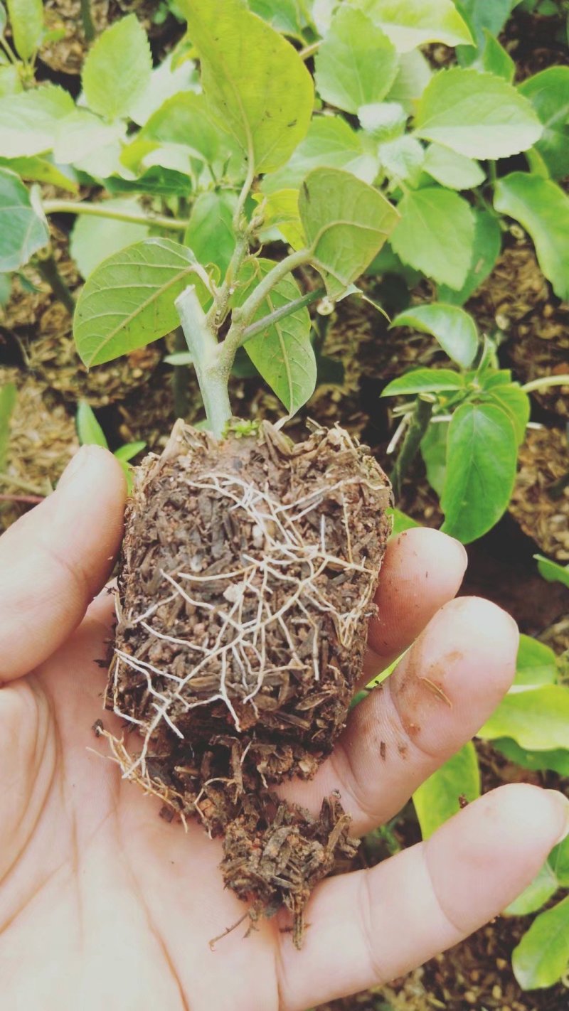 紫香一号百香果苗百香果苗产量高快长大包邮