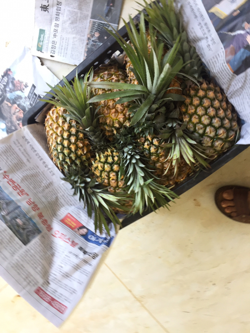 专业代办各种规格的徐闻菠萝.有需要的客户联系小朱