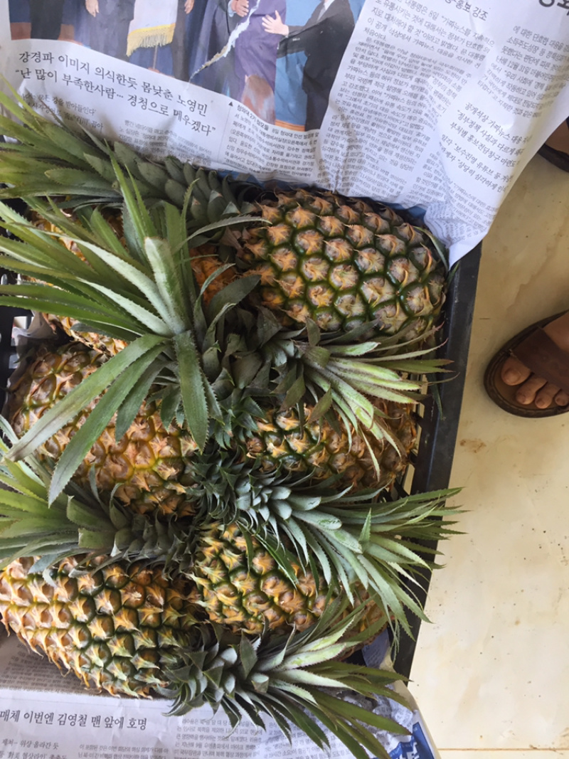 专业代办各种规格的徐闻菠萝.有需要的客户联系小朱