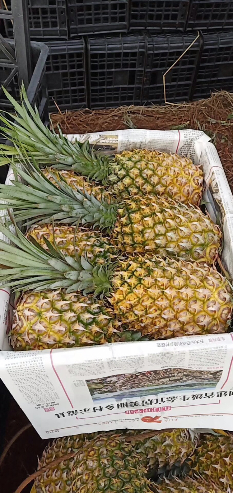 专业代办各种规格的徐闻菠萝.有需要的客户联系小朱
