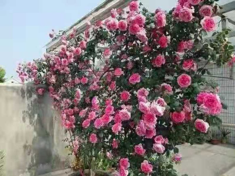 蔷薇花苗藤本月季爬藤蔷薇庭院植物盆栽四季开花耐寒耐热