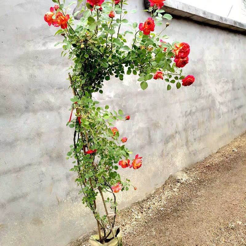 蔷薇花苗藤本月季爬藤蔷薇庭院植物盆栽四季开花耐寒耐热