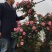 藤本月季苗,爬藤月季苗,藤本月季花苗品种多