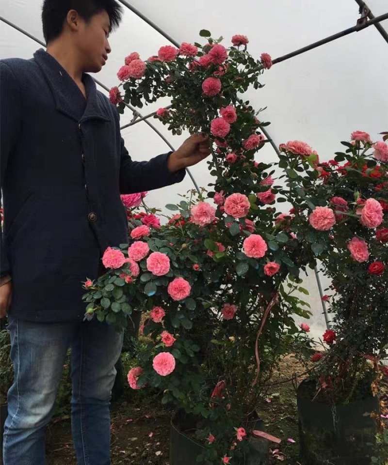藤本月季苗，爬藤月季苗，藤本月季花苗品种多