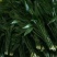富贵竹10cm以上