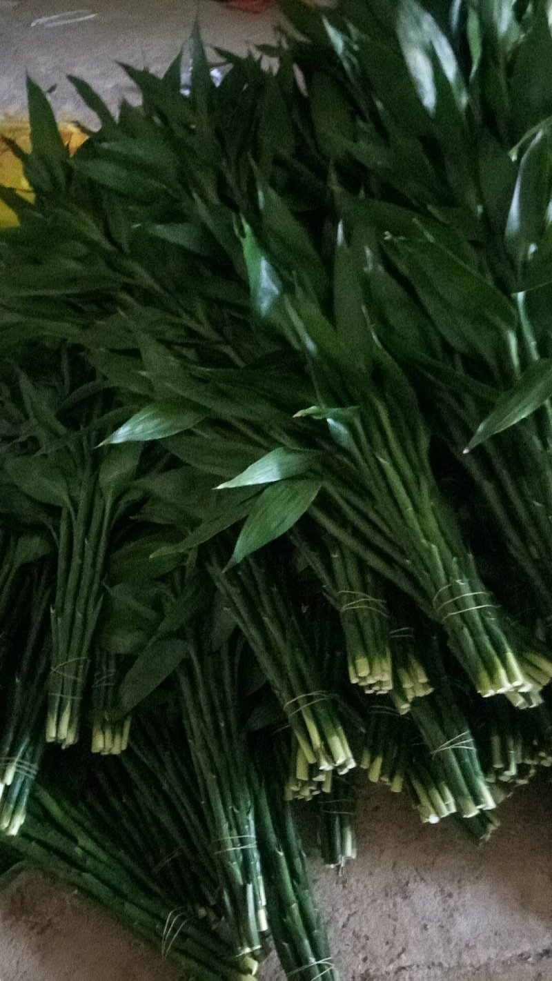 富贵竹10cm以上
