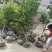 黄杨苗绿化苗木四季种植易成活量大从优