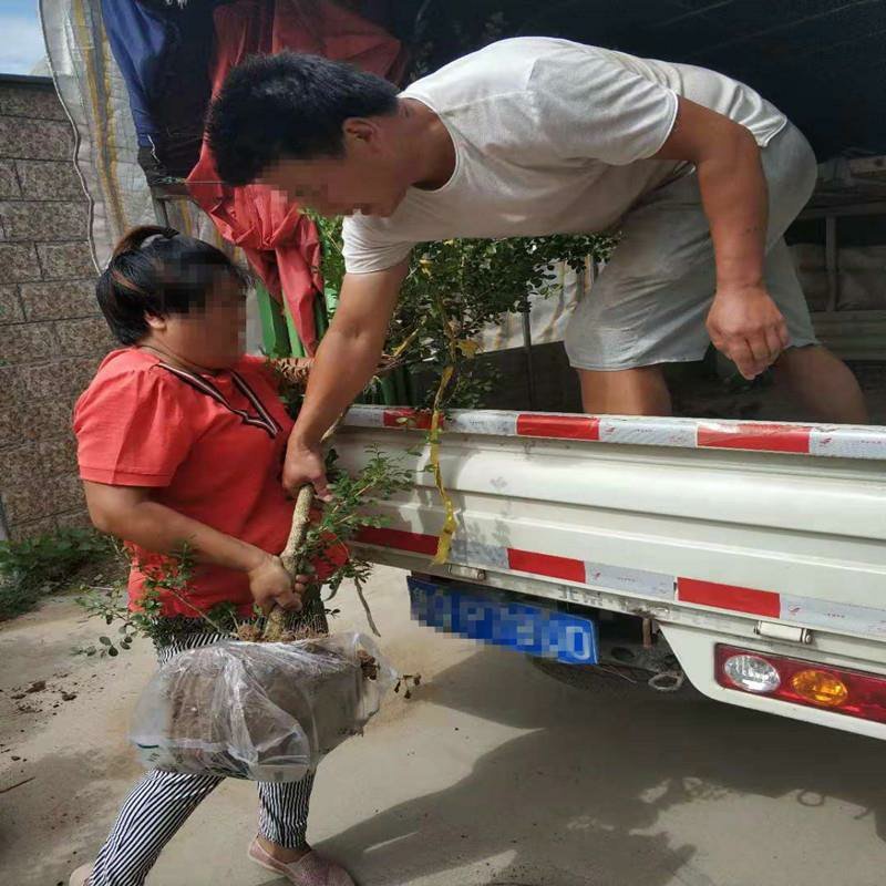 黄杨苗绿化苗木四季种植易成活量大从优