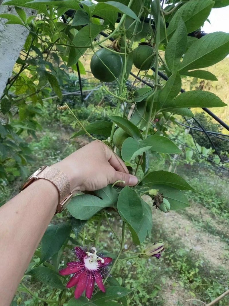 激兰百香果苗百香果苗包邮包挂果