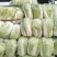 青杂三号白菜，发，新疆，广州，陕西，山西，河北，郑州，