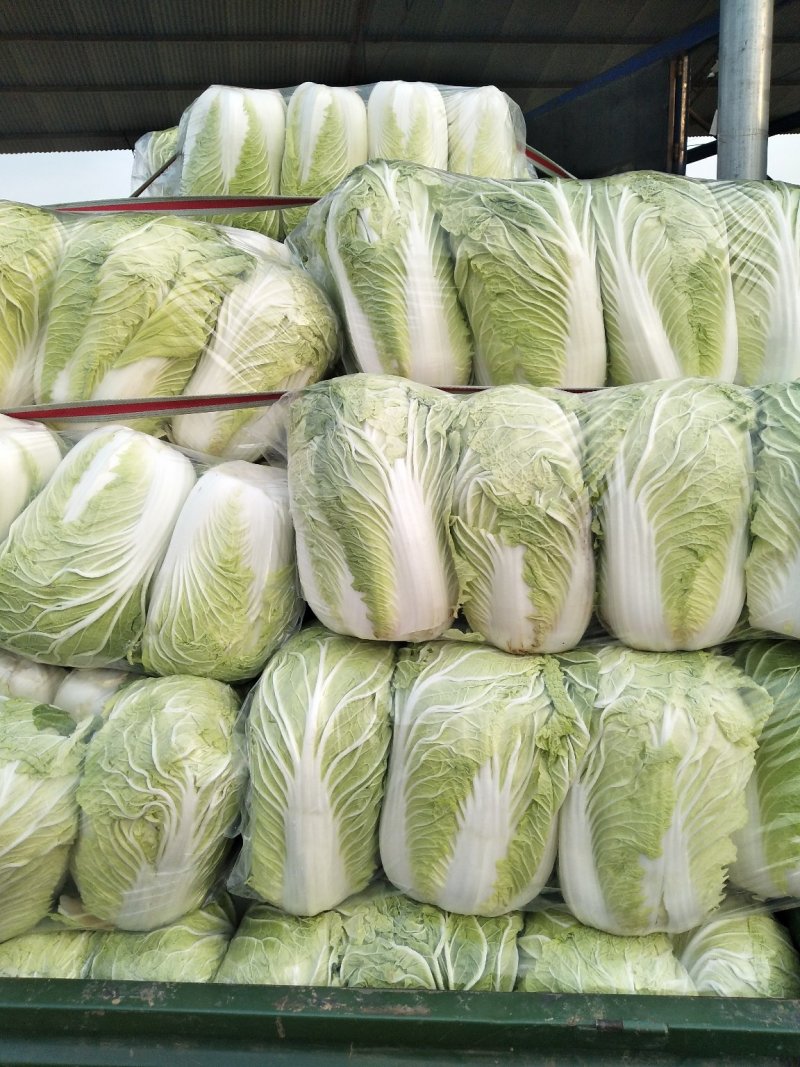 青杂三号白菜，发，新疆，广州，陕西，山西，河北，郑州，