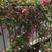 蔷薇，庭院绿化爬墙，花色多，品种好花期长基地直销