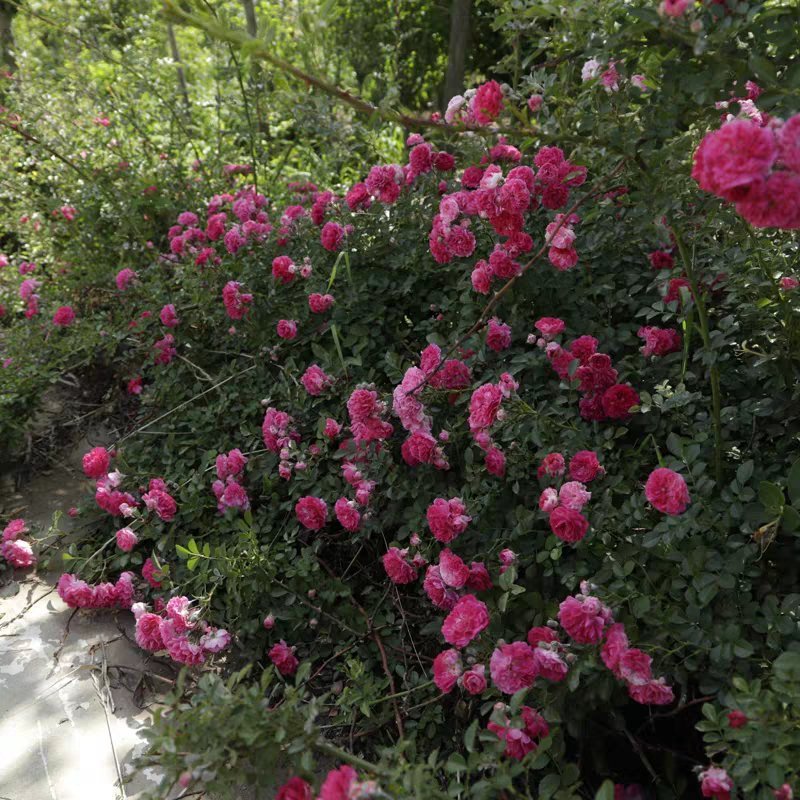 蔷薇花四季爬藤蔷薇花苗大蔷薇苗，蔷薇小苗，蔷薇大苗
