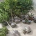 黄杨独杆黄杨庭院阳台种植室内种植量大从优