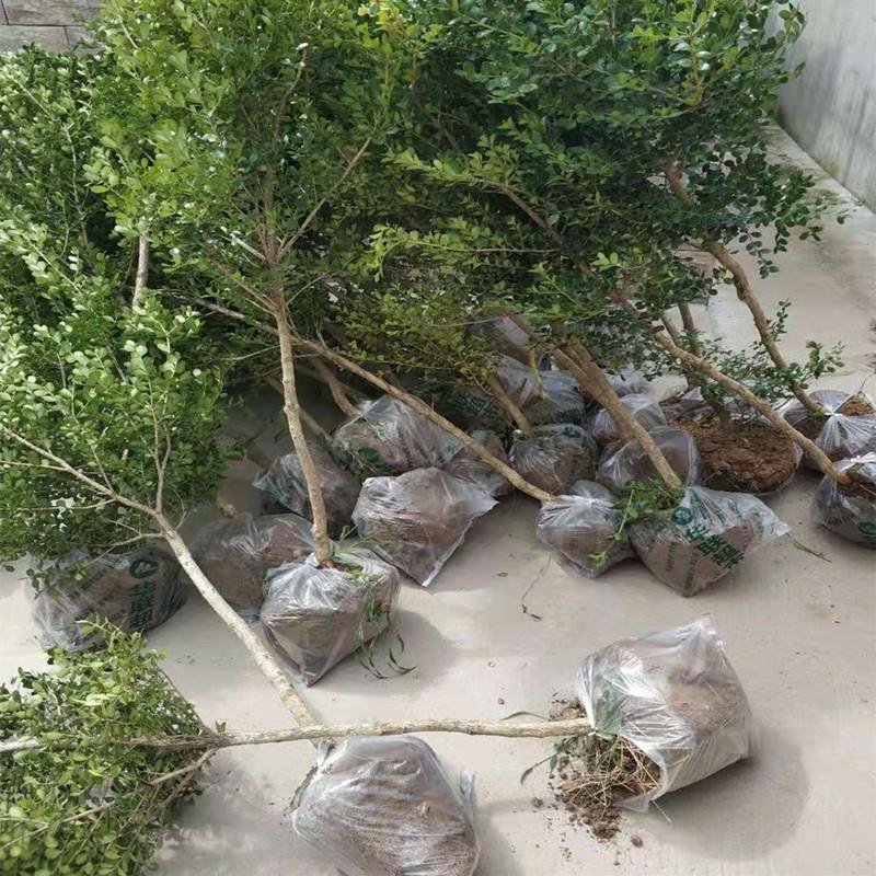 黄杨独杆黄杨庭院阳台种植室内种植量大从优