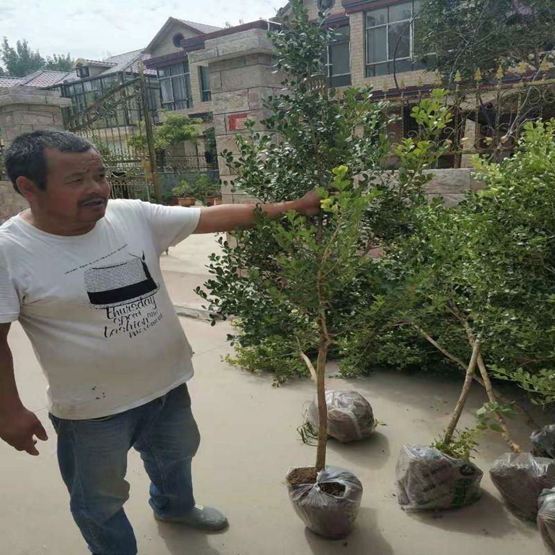 黄杨独杆黄杨庭院阳台种植室内种植量大从优
