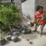 黄杨独杆黄杨庭院阳台种植室内种植量大从优