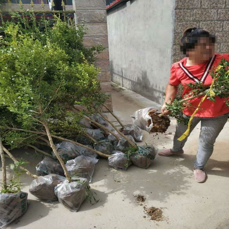 黄杨独杆黄杨庭院阳台种植室内种植量大从优